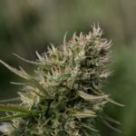 Семена конопли White Widow x Chronic характеристики и преимущества img-1678.jpg