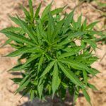 Наркотические средства в Оренбурге img-1770.jpg