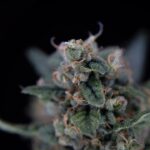 Приобретение героина в Москве и его правовые аспекты img-2179.jpg