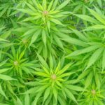 Проращивание семян конопли и их подготовка к посеву img-2272.jpg