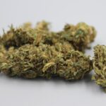 Семена марихуаны и их свойства img-2330.jpg