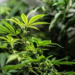 Купить гашиш в Тюмени и других городах России img-2462.jpg