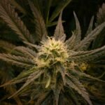 Правильное Проращивание Семян Конопли img-2542.jpg