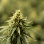 Хранение семян марихуаны и их проращивание img-2550.jpg