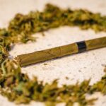 Семена конопли Florida Lemons feminised DNA Genetics img-2574.jpg