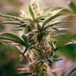 Купить ЛСД онлайн в России безопасно и недорого img-2657.jpg