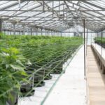 Покупка и выращивание семян конопли img-2725.jpg