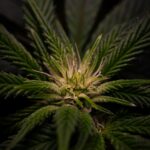 Хранение семян конопли img-2788.jpg