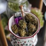 Выращивание конопли с нуля подготовка семян к посеву и проращиванию img-3000.jpg