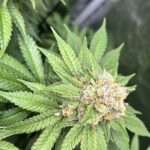 Семена конопли Kama Kush CBD feminised Kannabia Seeds обзор и характеристики img-40.jpg