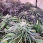 Семена конопли полезные свойства и применение img-480.jpg