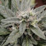 Kraken официальный сайт и зеркала для безопасного доступа img-640.jpg