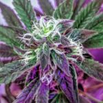 Купить шишки конопли онлайн в России img-663.jpg