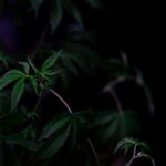 Купить семена марихуаны в России онлайн img-726.jpg