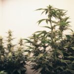 Особенности автоцветущих и феминизированных семян конопли для успешного выращивания img-749.jpg