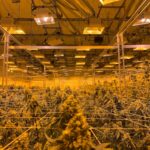 Купить семена конопли с доставкой почтой img-775.jpg