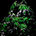 Правовой статус конопли и ее семян в России img-932.jpg